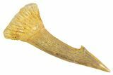 Fossil Sawfish (Onchopristis) Rostral Barb - Morocco #356456-1
